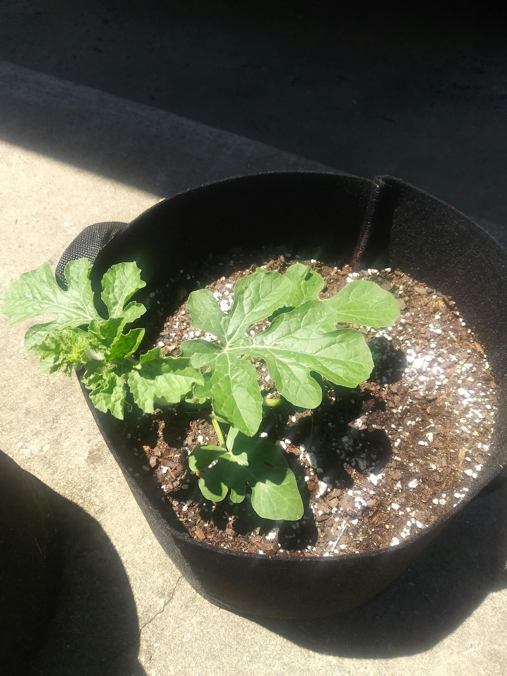 Sugar Baby Watermelon Heirloom Vegetable Seeds