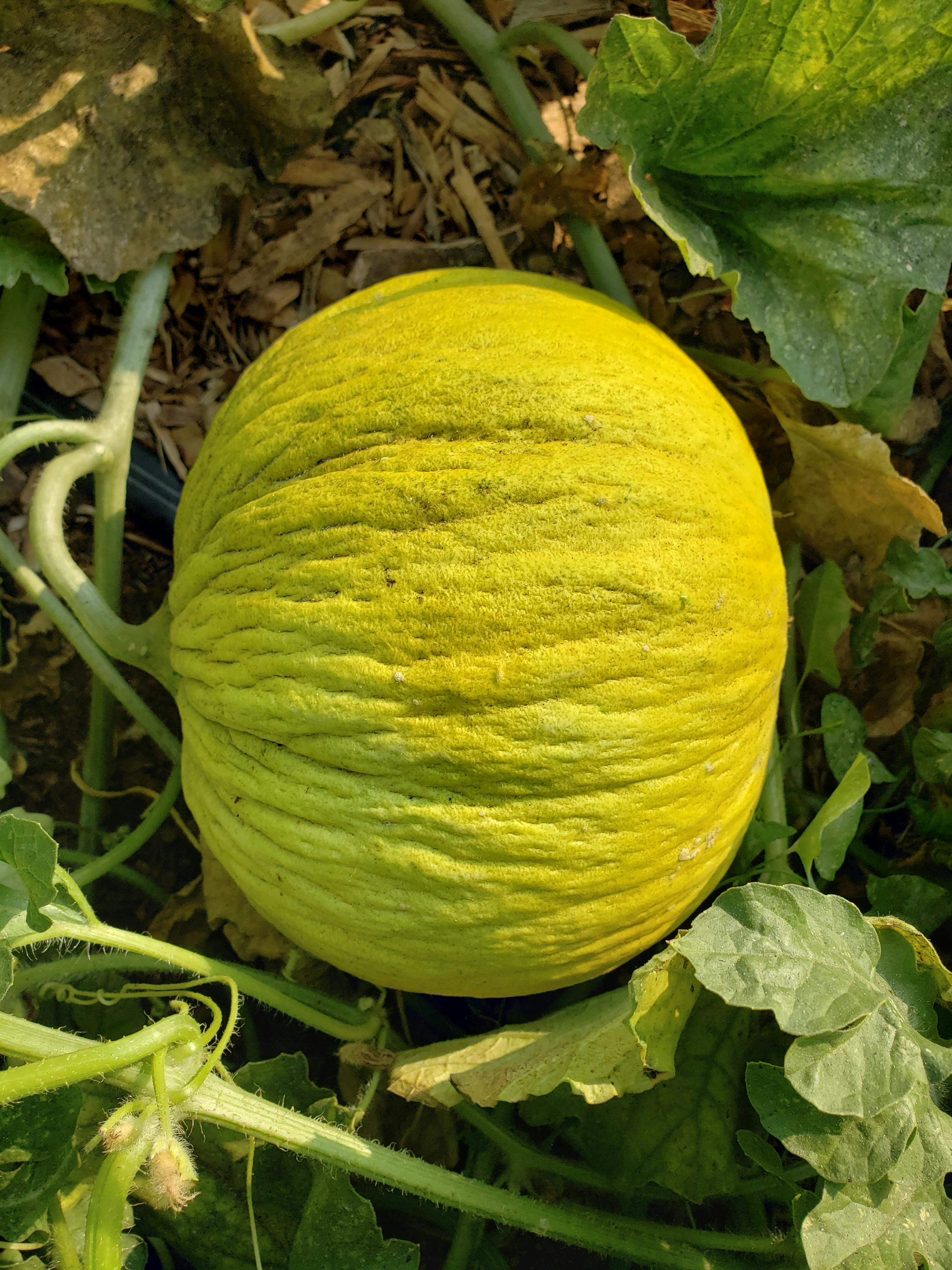 Organic Bidwell Casaba Melon Heirloom Seeds Vegetable Seeds