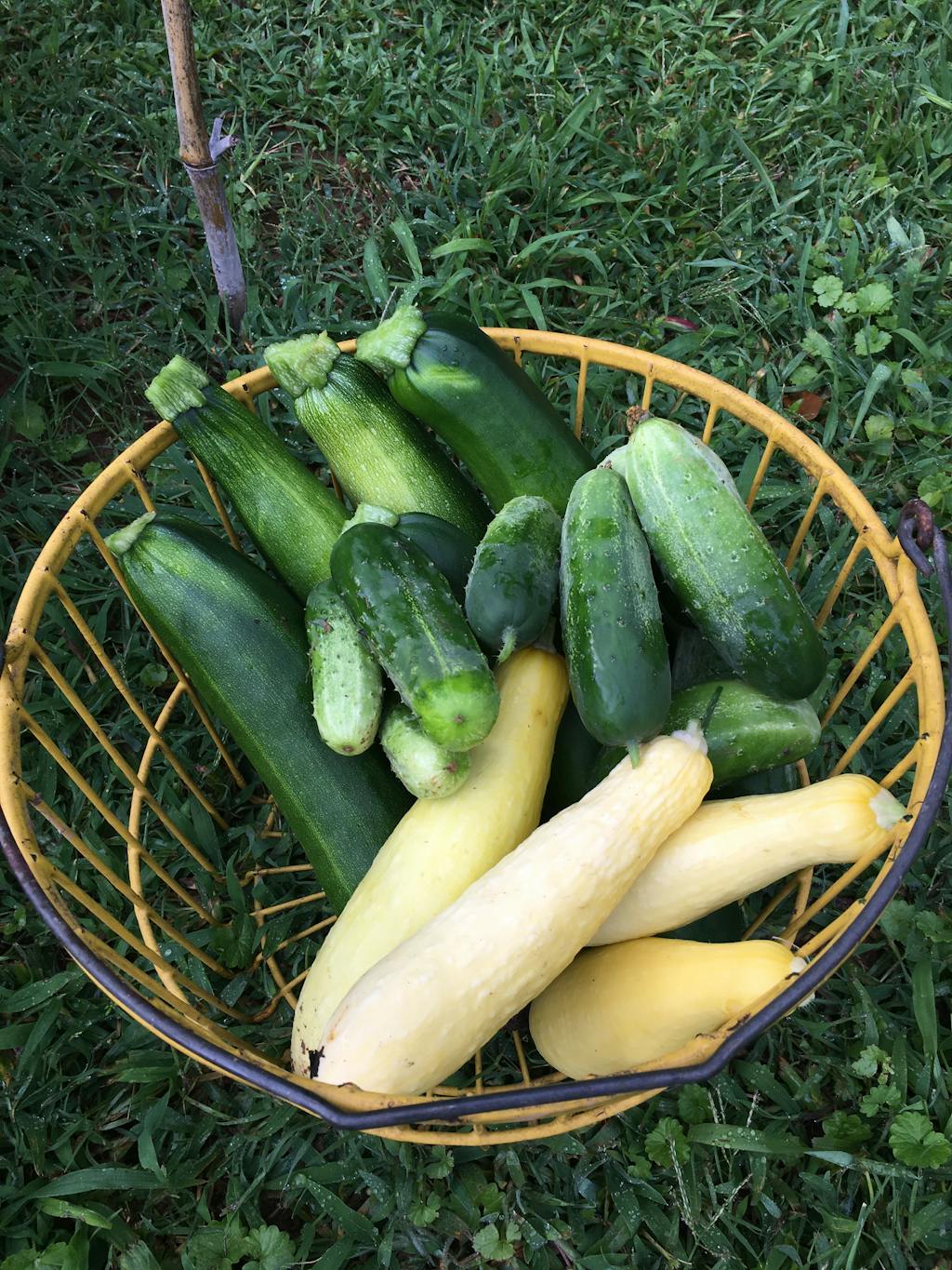 Organic Homemade Pickles Cucumber Heirloom Seeds, Vegetable Seeds