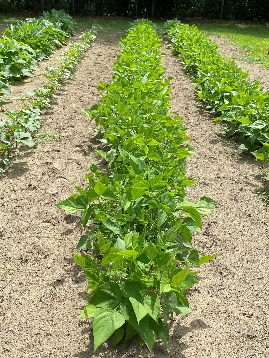 Roma II Bush Beans Heirloom Seeds, Vegetable Seeds Sustainable Seed