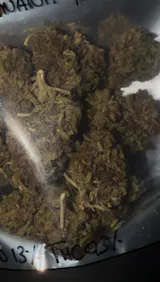 FORBIDDEN FRUIT | HIGH GRADE CBD – Culture sur Sol Vivant | Fleur CBD légal France