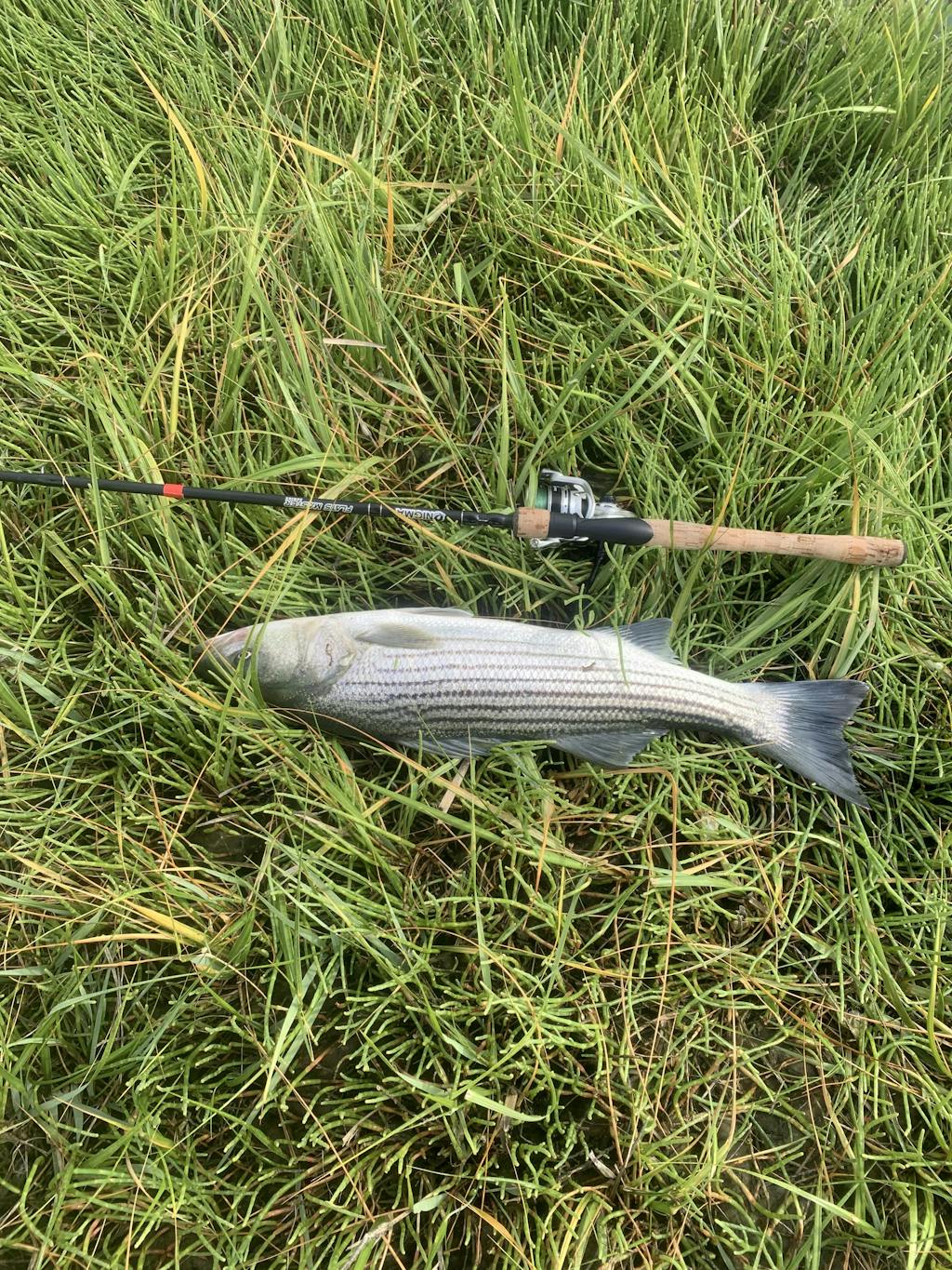 Hookup Baits Tube Jig