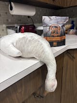 Quad Duck Preservation Pack