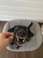 LammTastisch InsZähniert