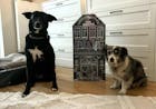 Adventskalender für Hunde