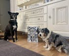 Adventskalender für Hunde