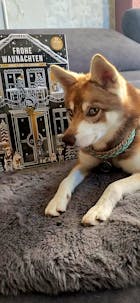 Adventskalender für Hunde