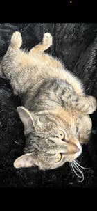 2er Mixpaket Nassfutter für Katzen