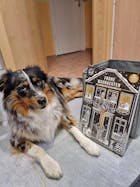Adventskalender für Hunde