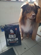 Eine wahre Rindspiration