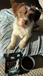 Probe Noch ganz Fisch im Kopp?