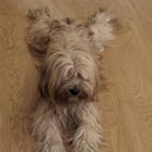 Perfekt PferdTräglich