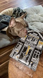 Adventskalender für Hunde