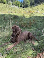 Gib EnteLich her - 250g