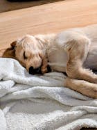 LammSam hab ich Hunger