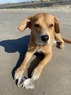 PferdAbredung zum Rumlungern