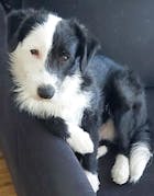 Perfekt PferdTräglich - 1,5kg