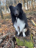 LammSam hab ich Hunger