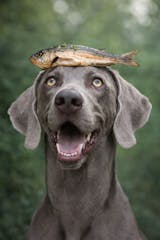 Noch ganz Fisch im Kopp?