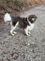 Ente gut, alles gut - 1,5kg