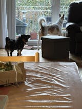 Eine wahre Rindspiration