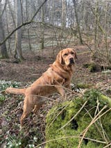 Rama Lamma Ding Dong