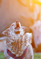 EnteLich Zähne zeigen