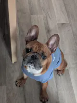 Perfekt PferdTräglich