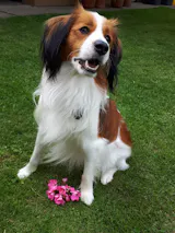 Rama Lamma Ding Dong