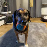 Perfekt PferdTräglich