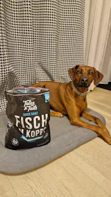 Noch ganz Fisch im Kopp?