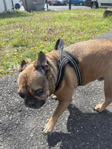 Monoproteinpaket Pferd