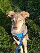 LammSam hab ich Hunger