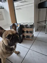 Ich habe PFERDich