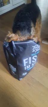 Noch ganz Fisch im Kopp?