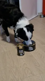 Ich habe PFERDich