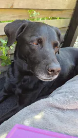 Bauchpinsler