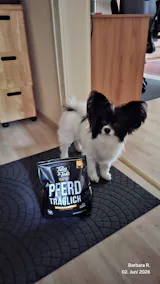Perfekt PferdTräglich