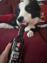 Lachsflash