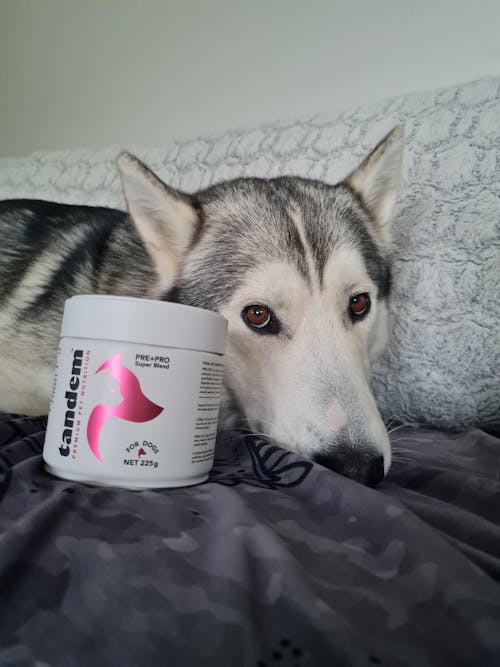 PRE+PRO Powder