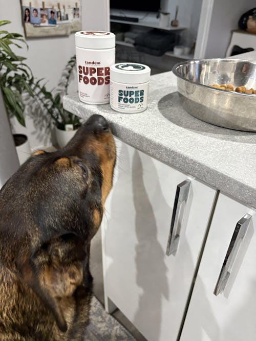 New Zealand Beef Bone Broth Powder (for Dogs) Refill