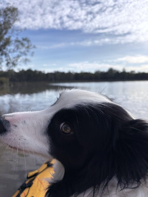 New Zealand Organic Kelp Powder