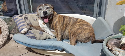 PRE+PRO Super Blend Refill