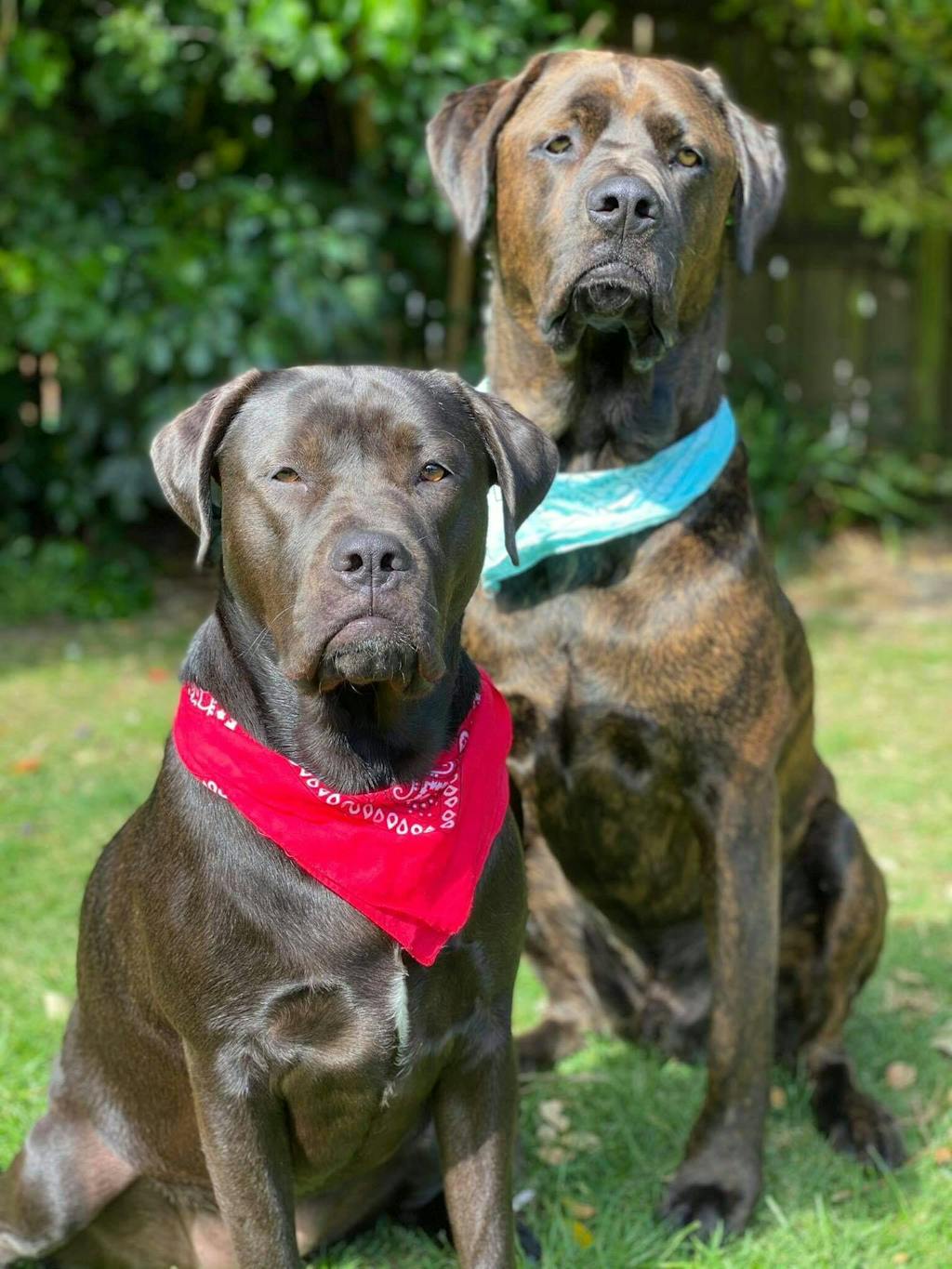 New Zealand Green Lipped Mussel Powder