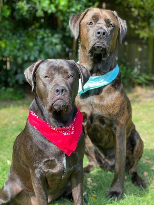 New Zealand Green Lipped Mussel Powder