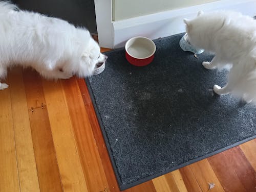 New Zealand Green Lipped Mussel Powder (for Dogs) Refill