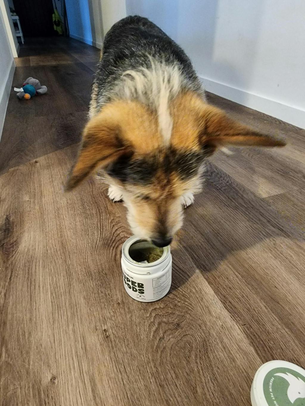 New Zealand Organic Kelp Powder (for Dogs) Refill