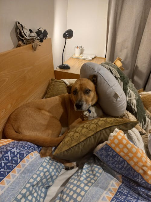 New Zealand Green Lipped Mussel Powder (for Dogs) Refill