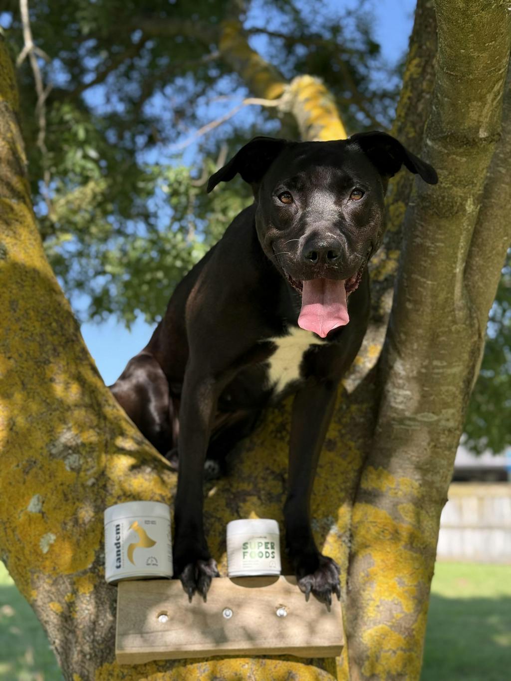 BONE+JOINT Super Blend