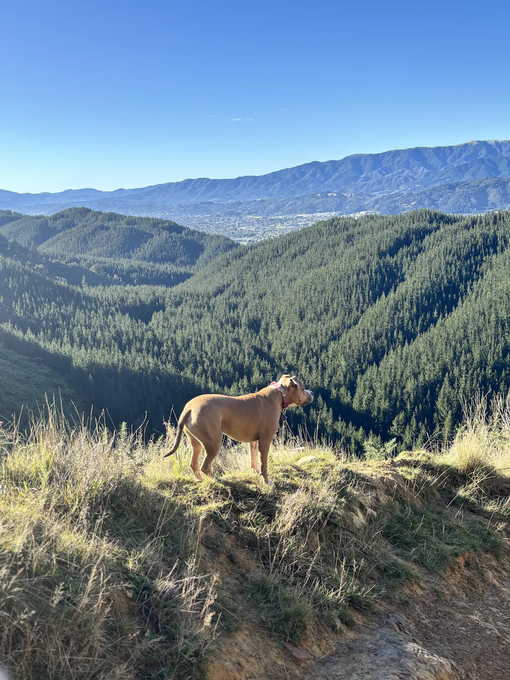 New Zealand Green Lipped Mussel Powder